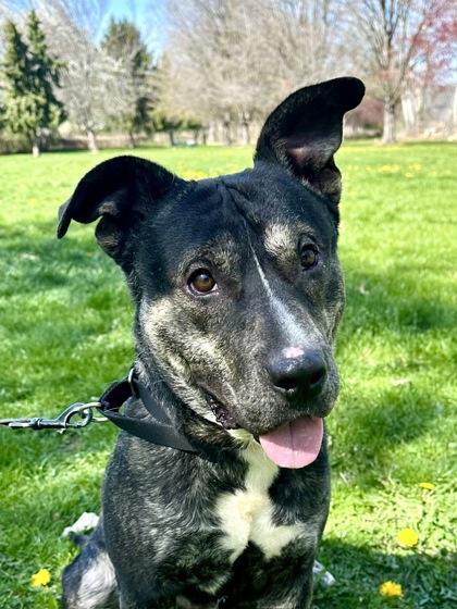 Enlarge Oliver, a Adoptable mixed breed in Yakima, WA image 3/3