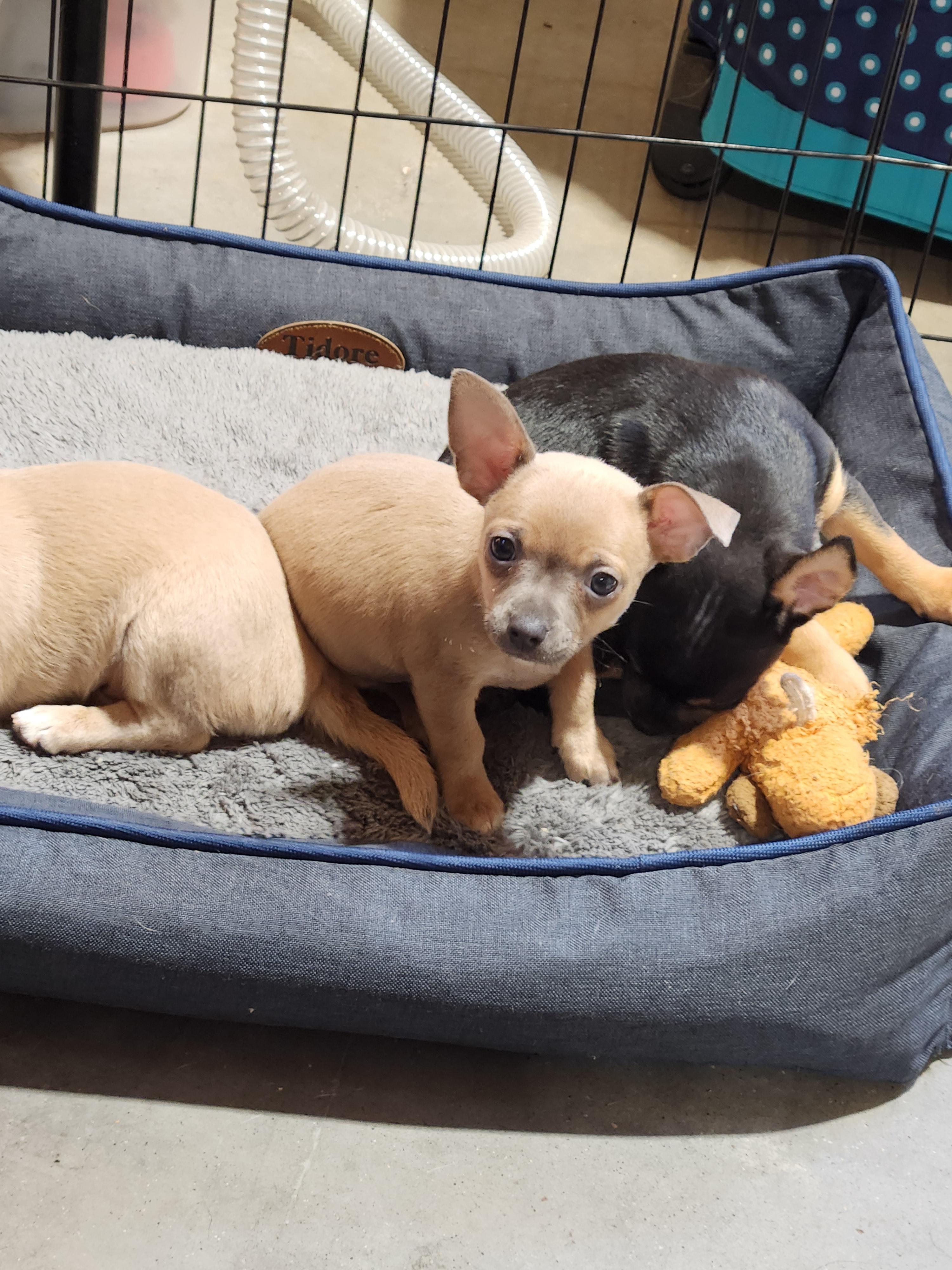 Casey, a Adoptable Chihuahua in Pelzer, SC image 3/4