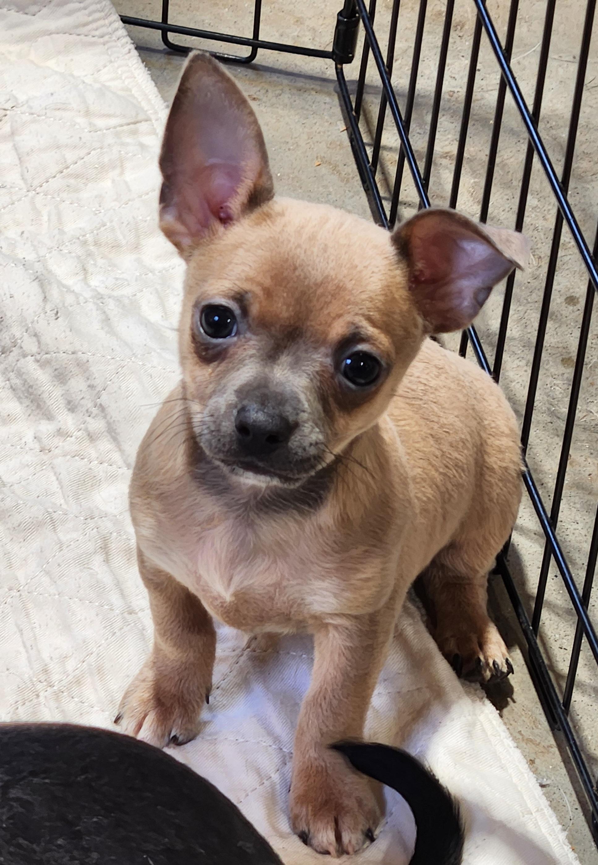 Casey, a Adoptable Chihuahua in Pelzer, SC image 2/4