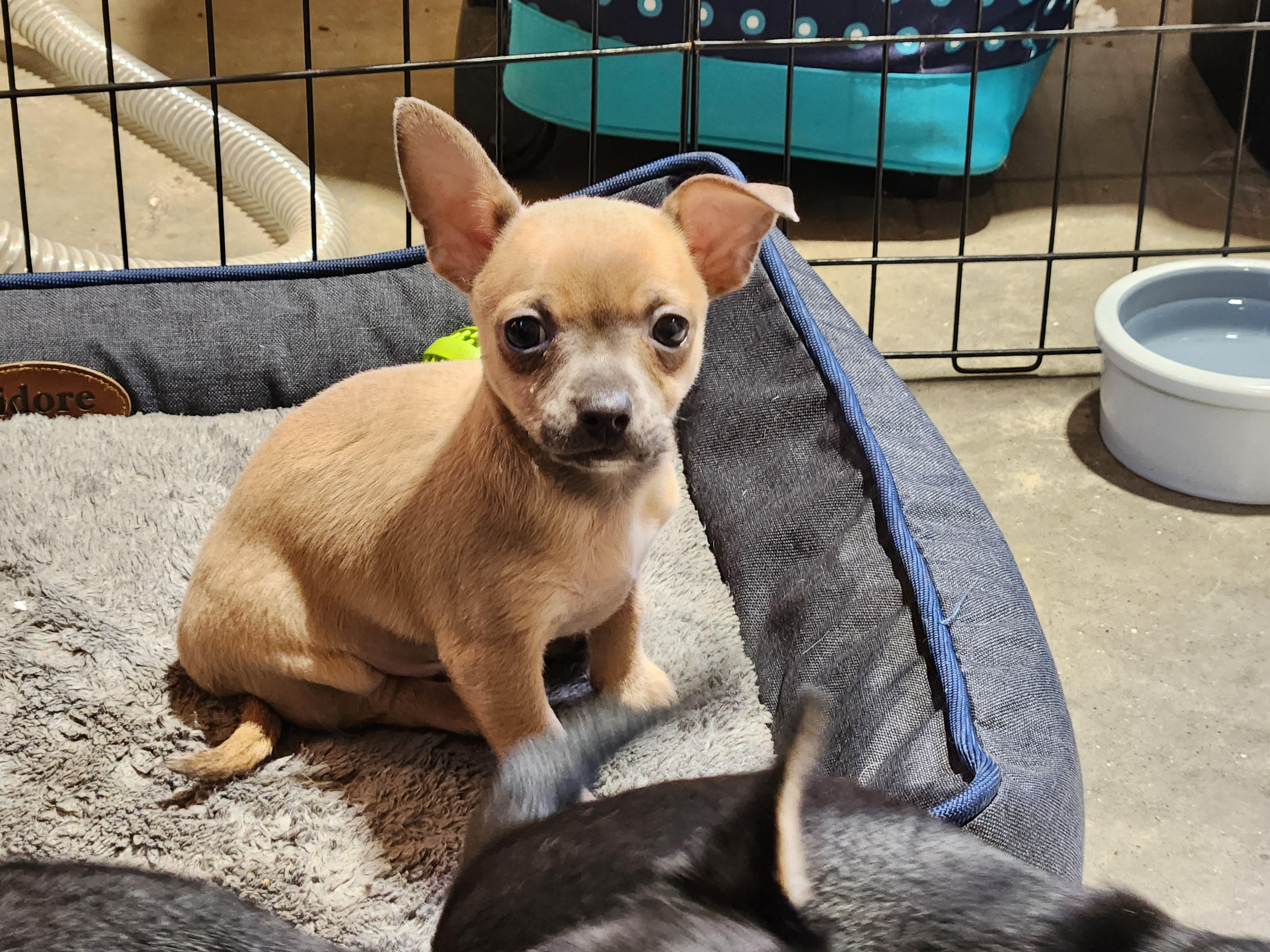 Casey, a Adoptable Chihuahua in Pelzer, SC image 1/4