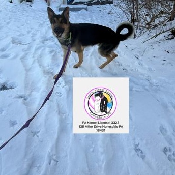 Enlarge Fritz, a ADOPTABLE German Shepherd Dog in Honesdale, PA image 4/4