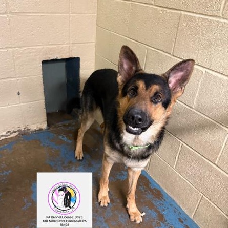 Enlarge Fritz, a ADOPTABLE German Shepherd Dog in Honesdale, PA image 3/4