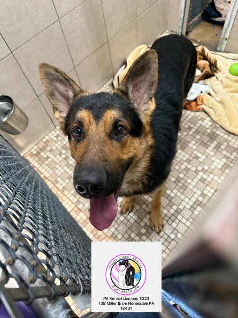 Enlarge Fritz, a ADOPTABLE German Shepherd Dog in Honesdale, PA image 1/4