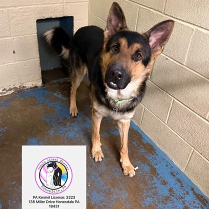 Enlarge Fritz, a ADOPTABLE German Shepherd Dog in Honesdale, PA image 2/4