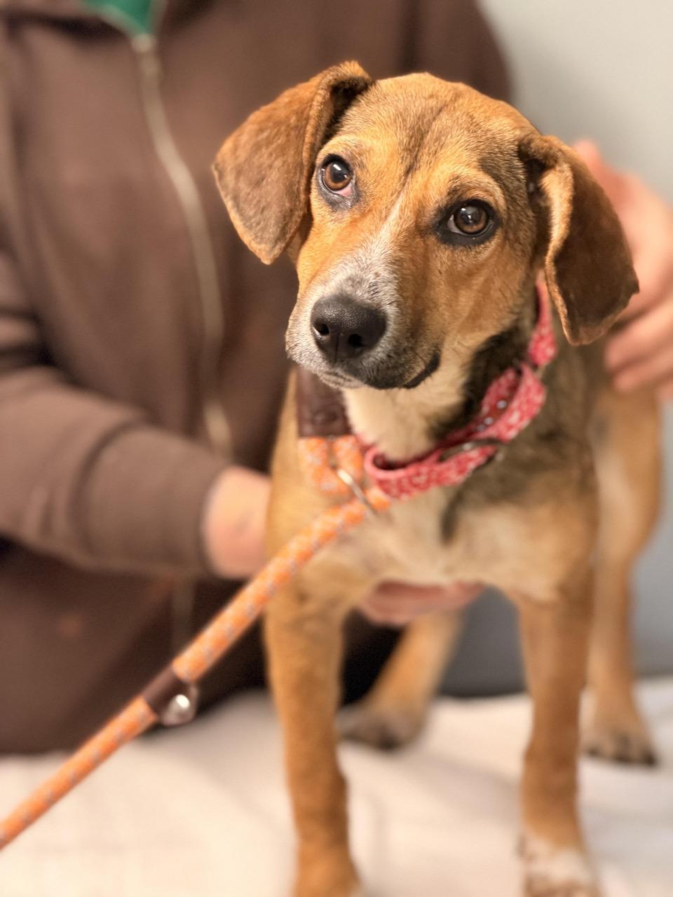 Enlarge Hopscotch, an adopted mixed breed in Sparta, NJ image 1/6