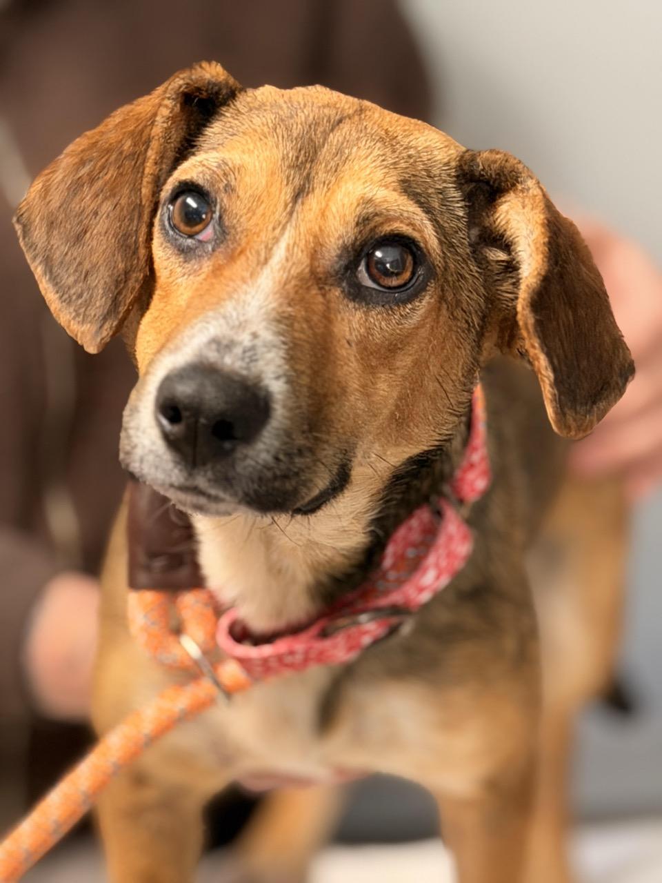 Enlarge Hopscotch, an adopted mixed breed in Sparta, NJ image 3/6