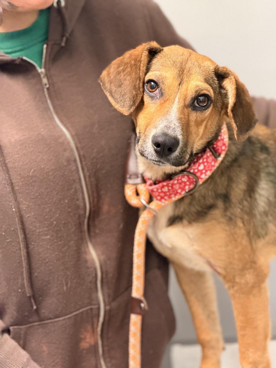 Enlarge Hopscotch, an adopted mixed breed in Sparta, NJ image 4/6