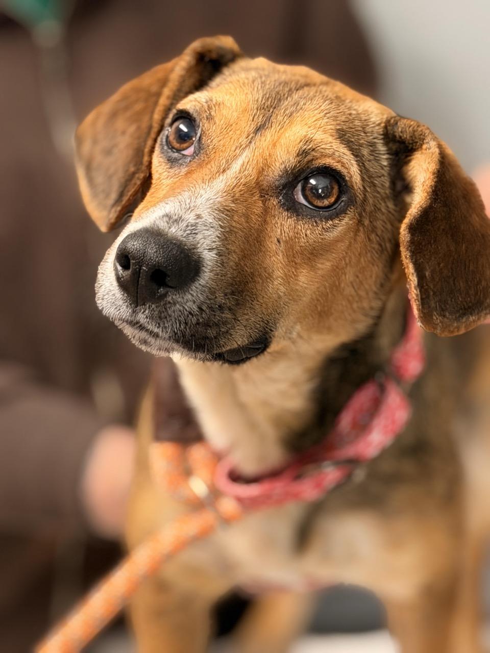 Enlarge Hopscotch, an adopted mixed breed in Sparta, NJ image 2/6