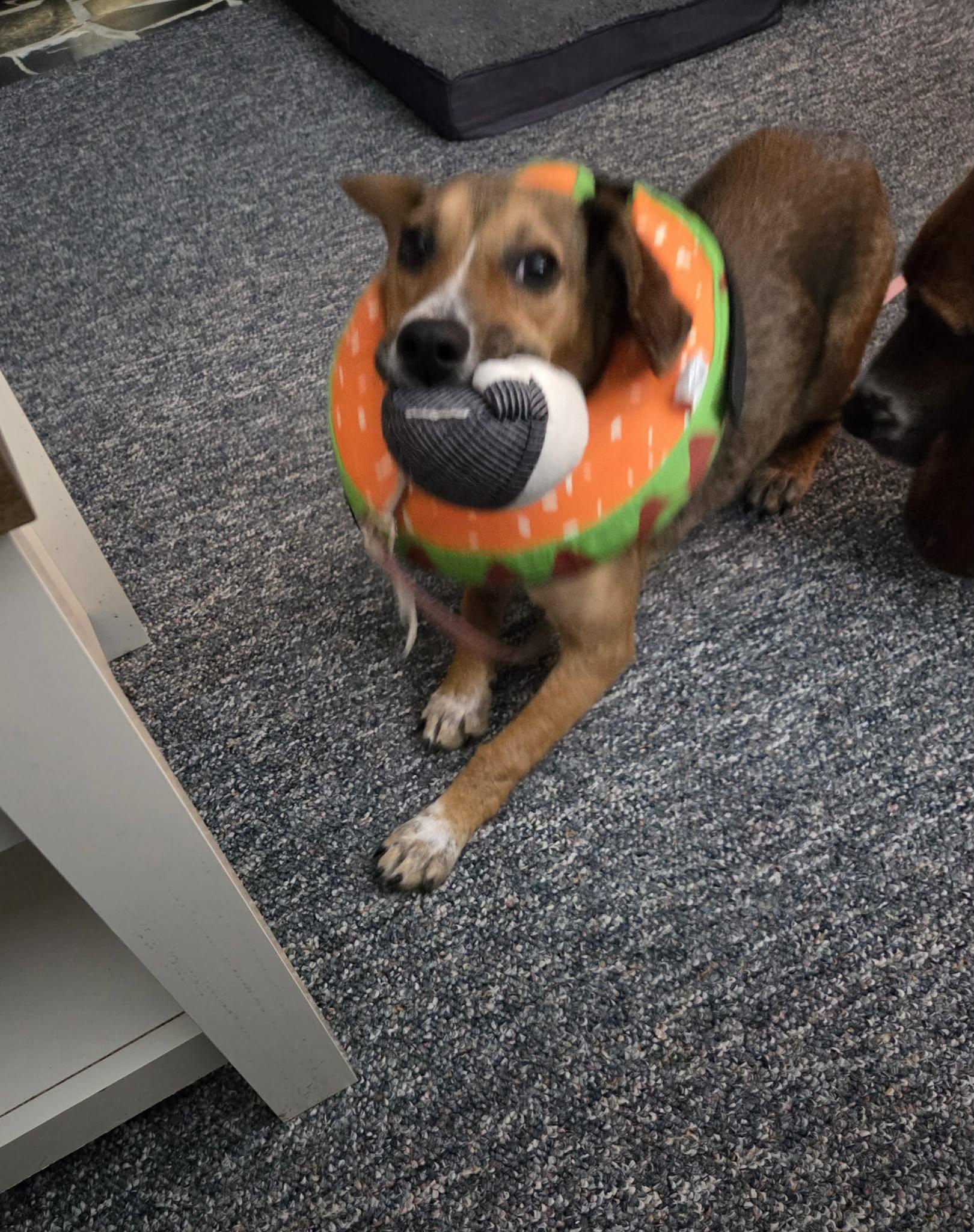 Enlarge Hopscotch, an adopted mixed breed in Sparta, NJ image 6/6