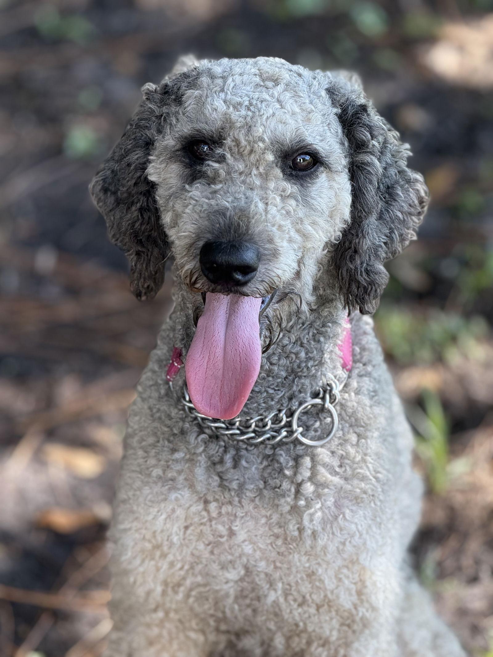 Enlarge Lombardi, a Adoptable Standard Poodle in Valrico, FL image 1/3