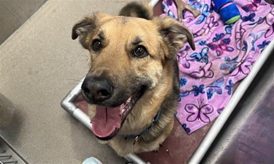 GREYSON, Adoptable, Adult Male German Shepherd Dog & Mixed Breed.