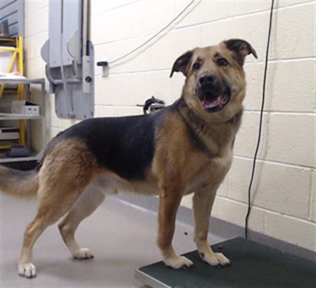 GREYSON, Adoptable, Adult Male German Shepherd Dog & Mixed Breed.
