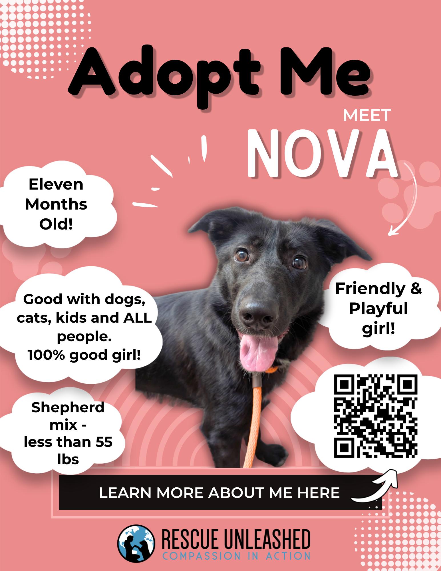 Enlarge Nova, a Adoptable mixed breed in Sammamish, WA image 3/5