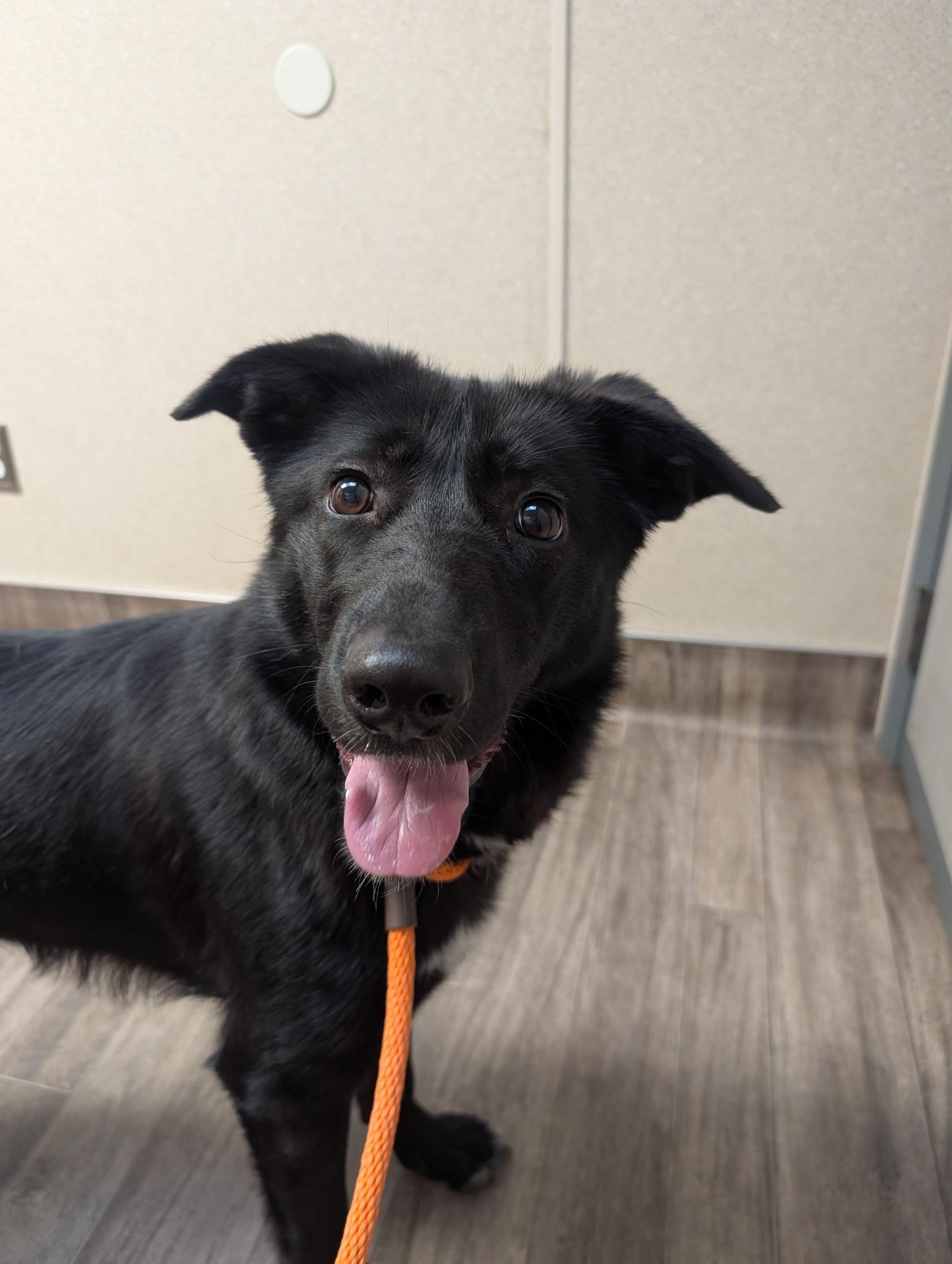 Enlarge Nova, a Adoptable mixed breed in Sammamish, WA image 2/5