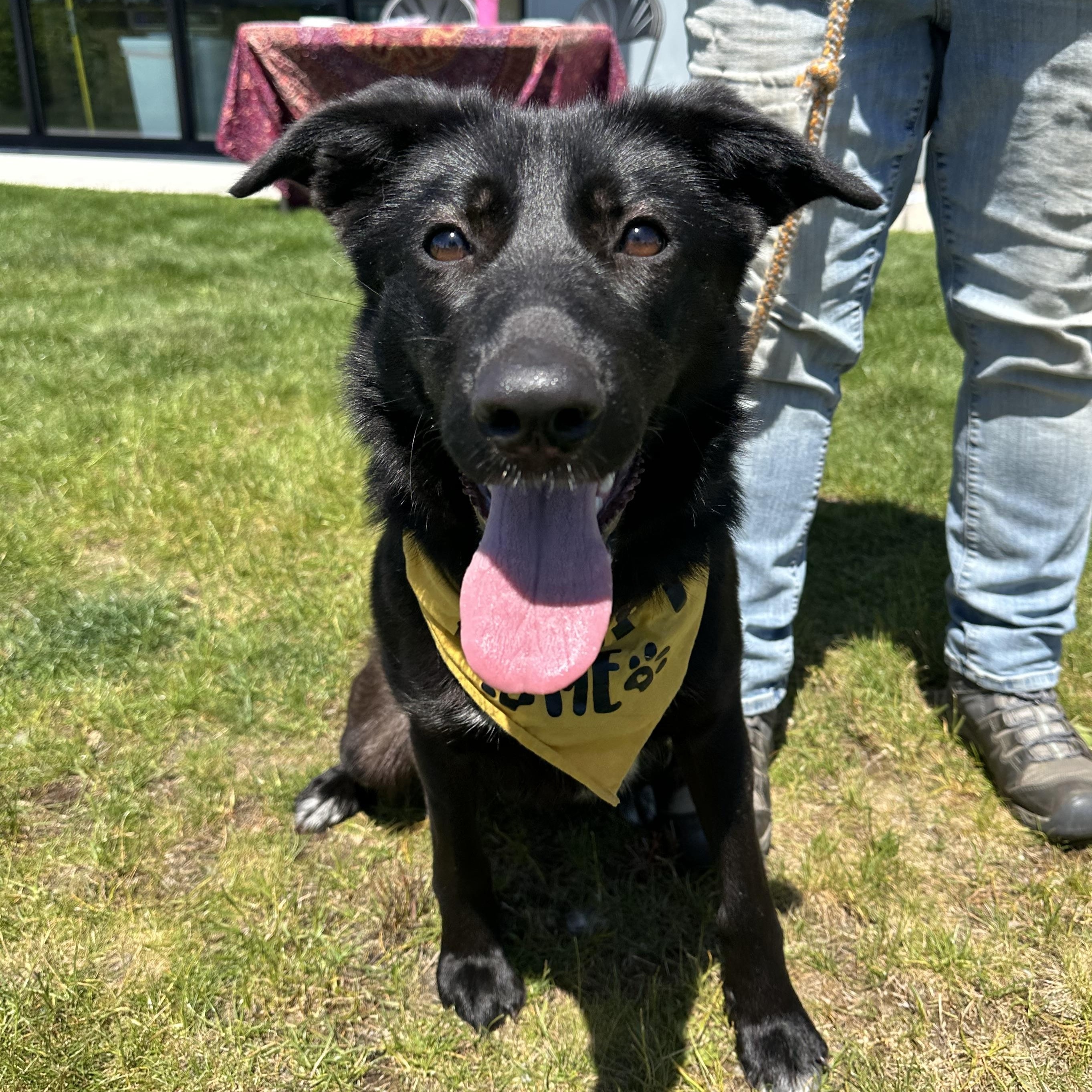 Nova, Adoptable, Young Female Shepherd & Border Collie.