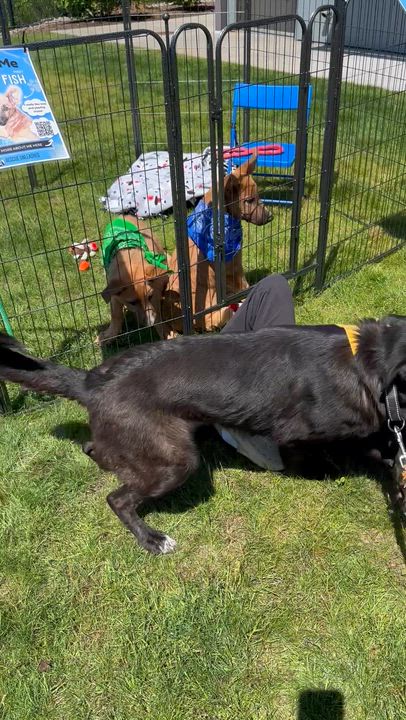 Enlarge Nova, a Adoptable mixed breed in Sammamish, WA video 4/5