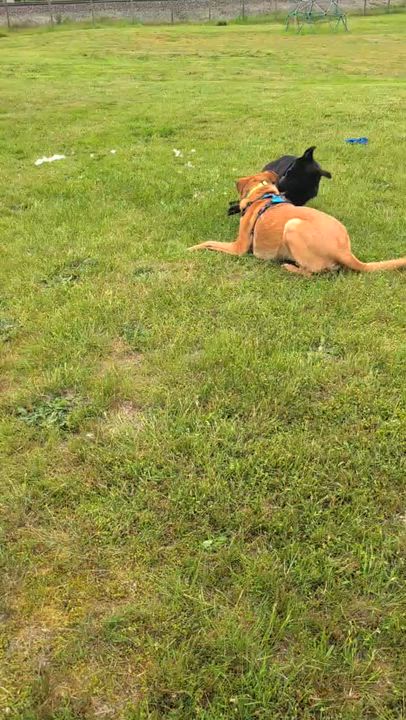Enlarge Nova, a Adoptable mixed breed in Sammamish, WA video 5/5