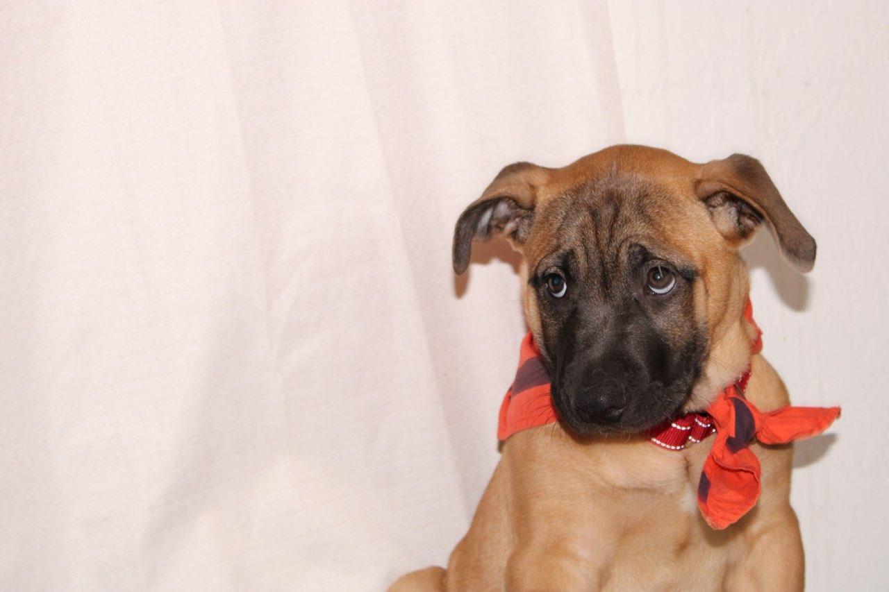 Miso (Red), Adoptable, Puppy Male Shar-Pei & Black Mouth Cur.