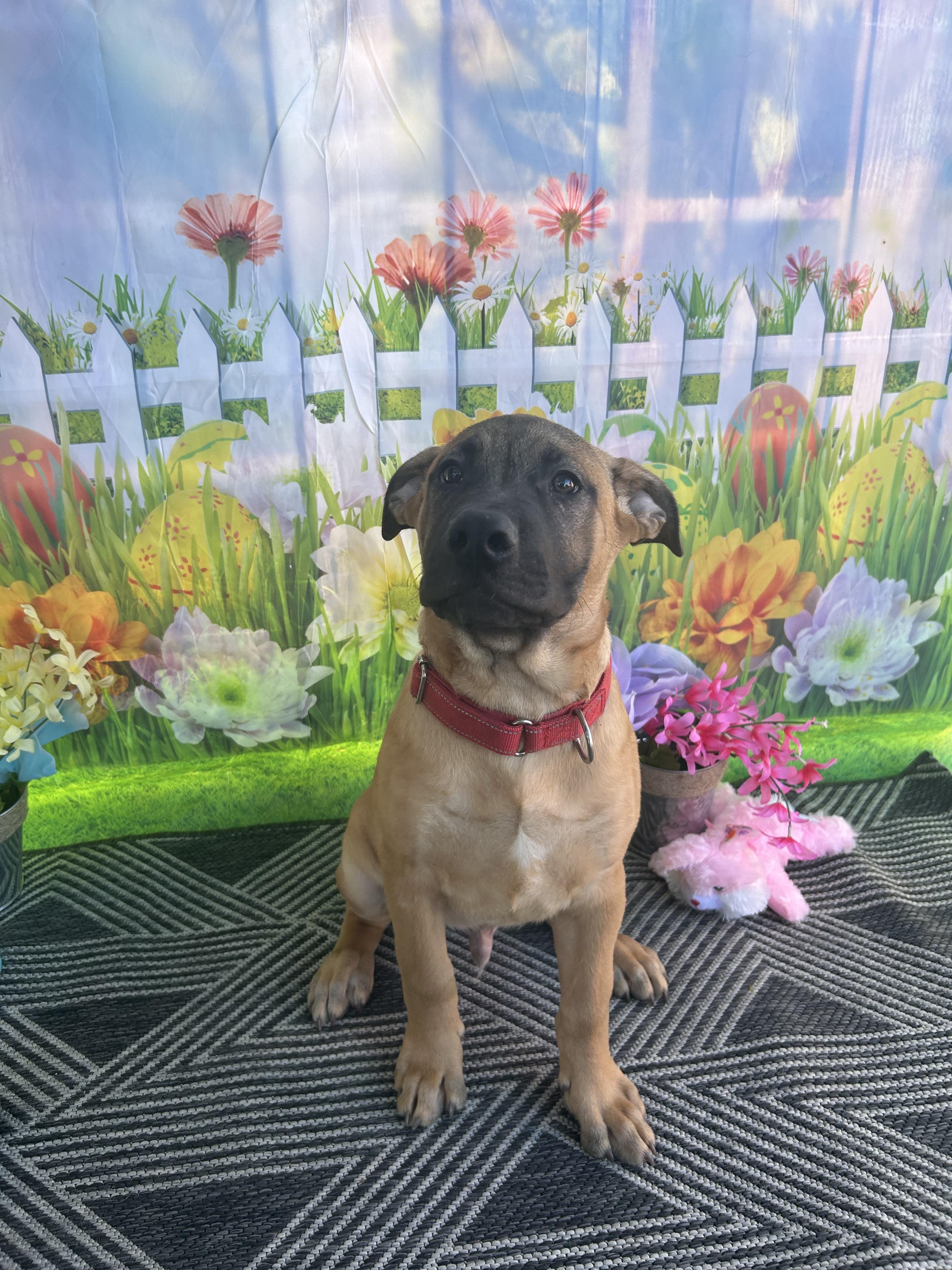 Enlarge Miso (Red), a Adoptable mixed breed in Phoenix, AZ image 2/6