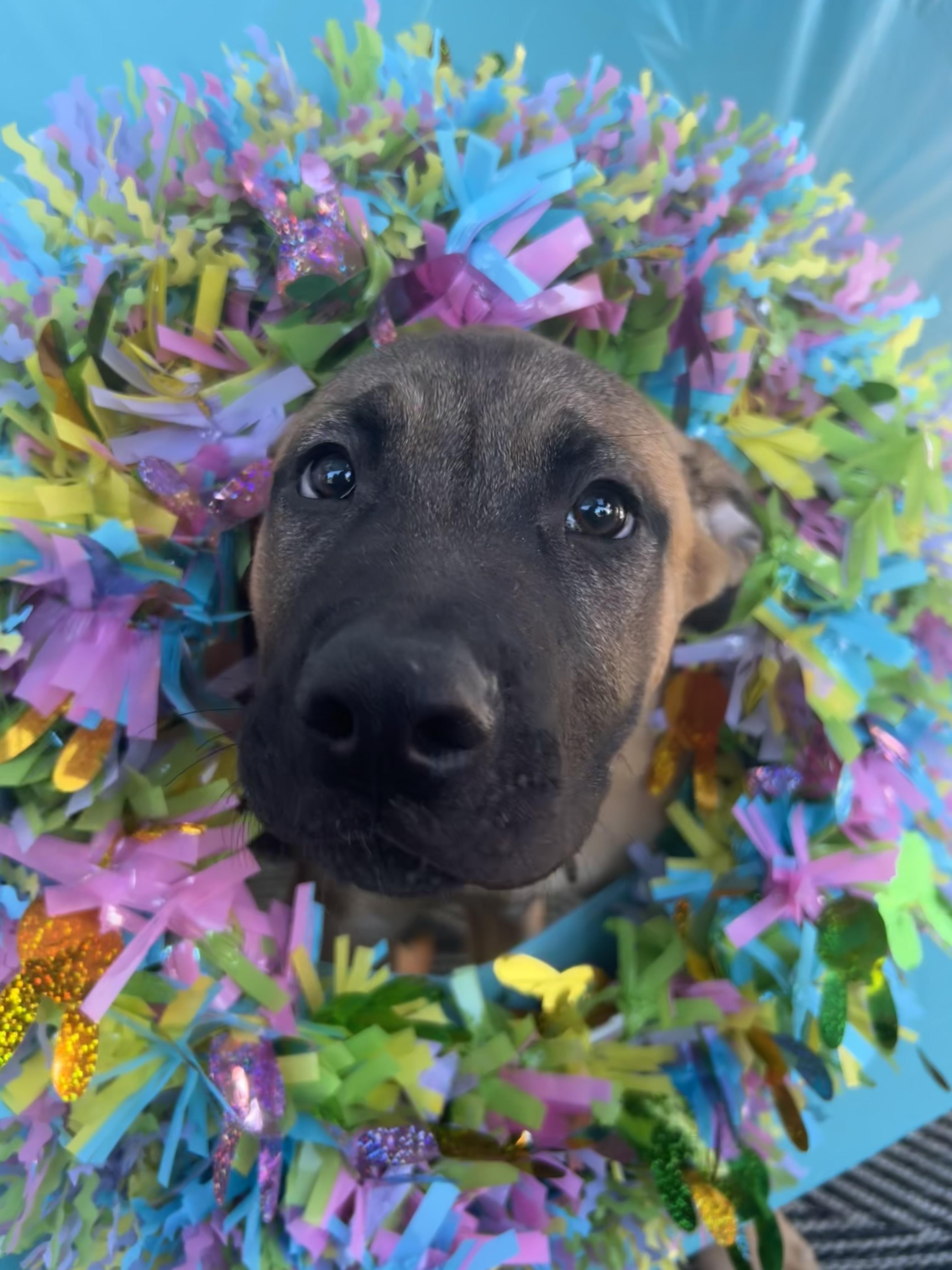 Enlarge Miso (Red), a Adoptable mixed breed in Phoenix, AZ image 3/6