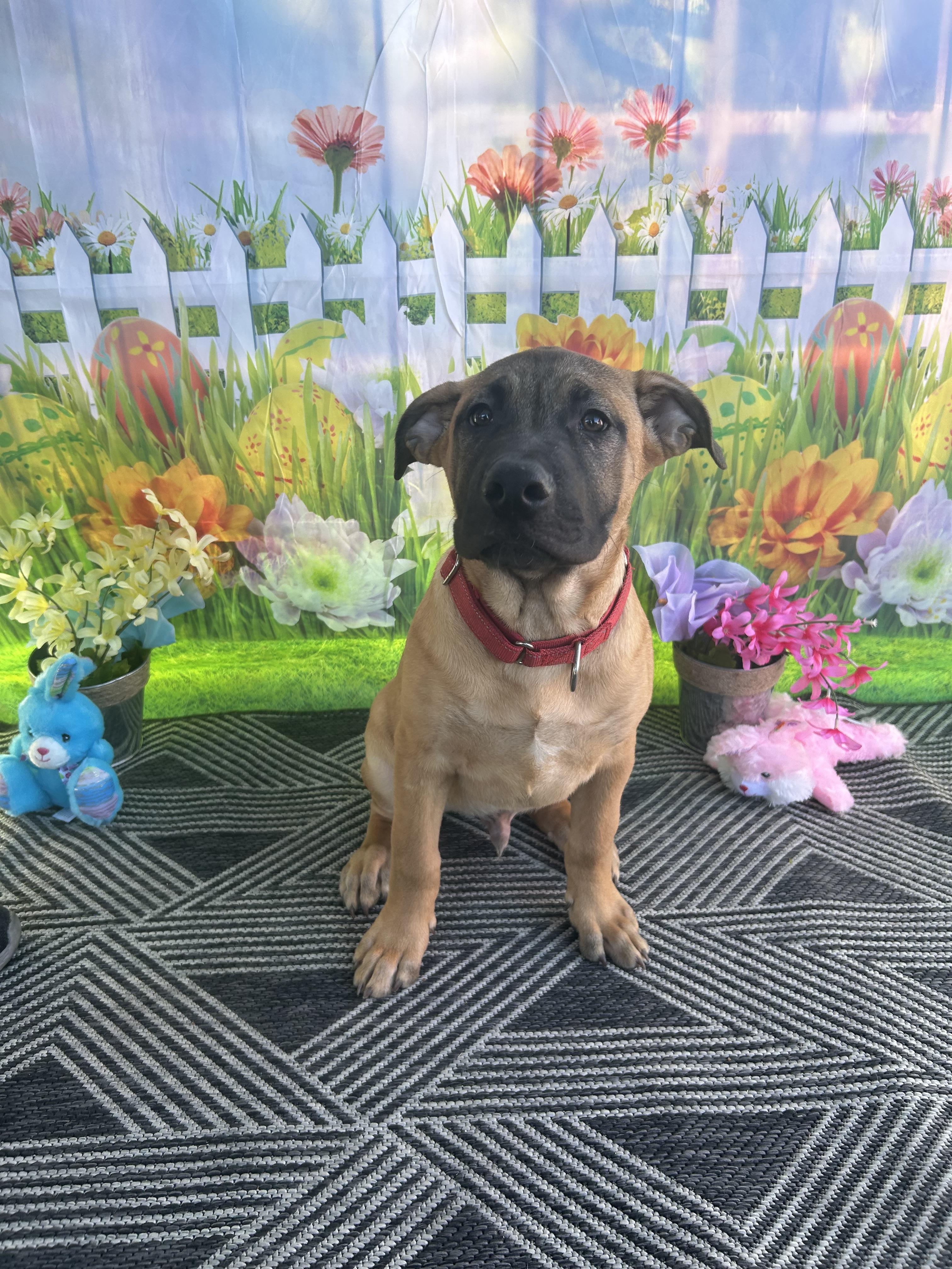 Enlarge Miso (Red), a Adoptable mixed breed in Phoenix, AZ image 4/6