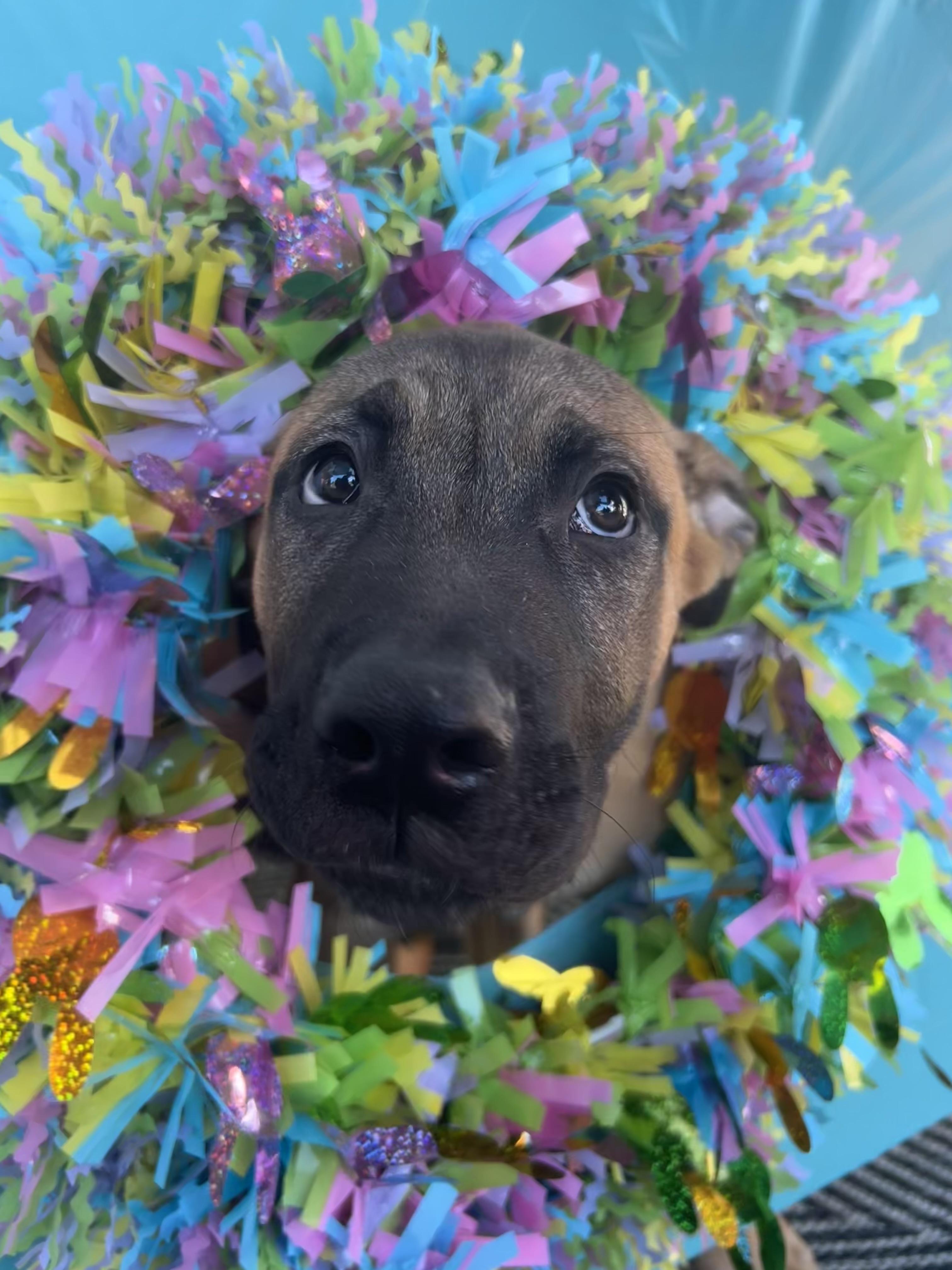 Enlarge Miso (Red), a Adoptable mixed breed in Phoenix, AZ image 5/6