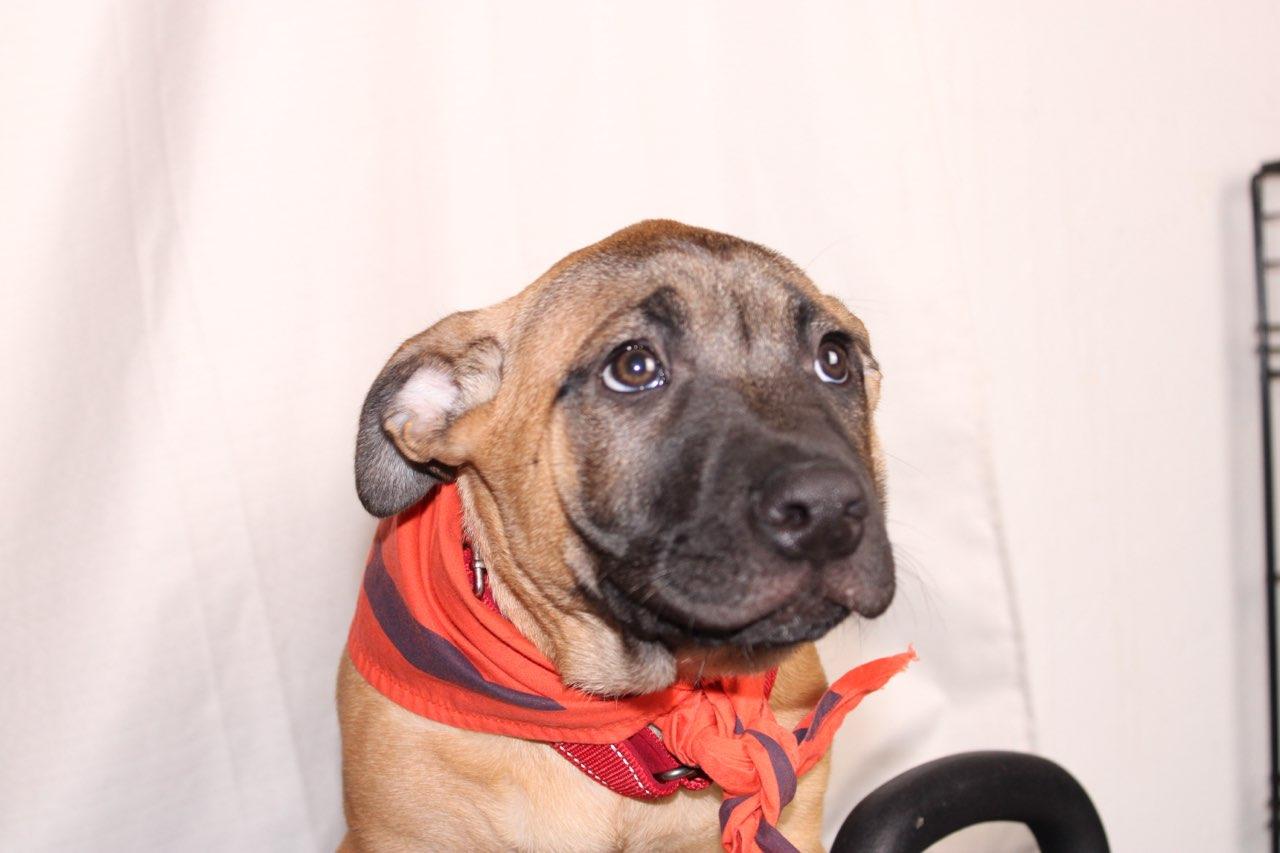 Enlarge Miso (Red), a Adoptable mixed breed in Phoenix, AZ image 6/6