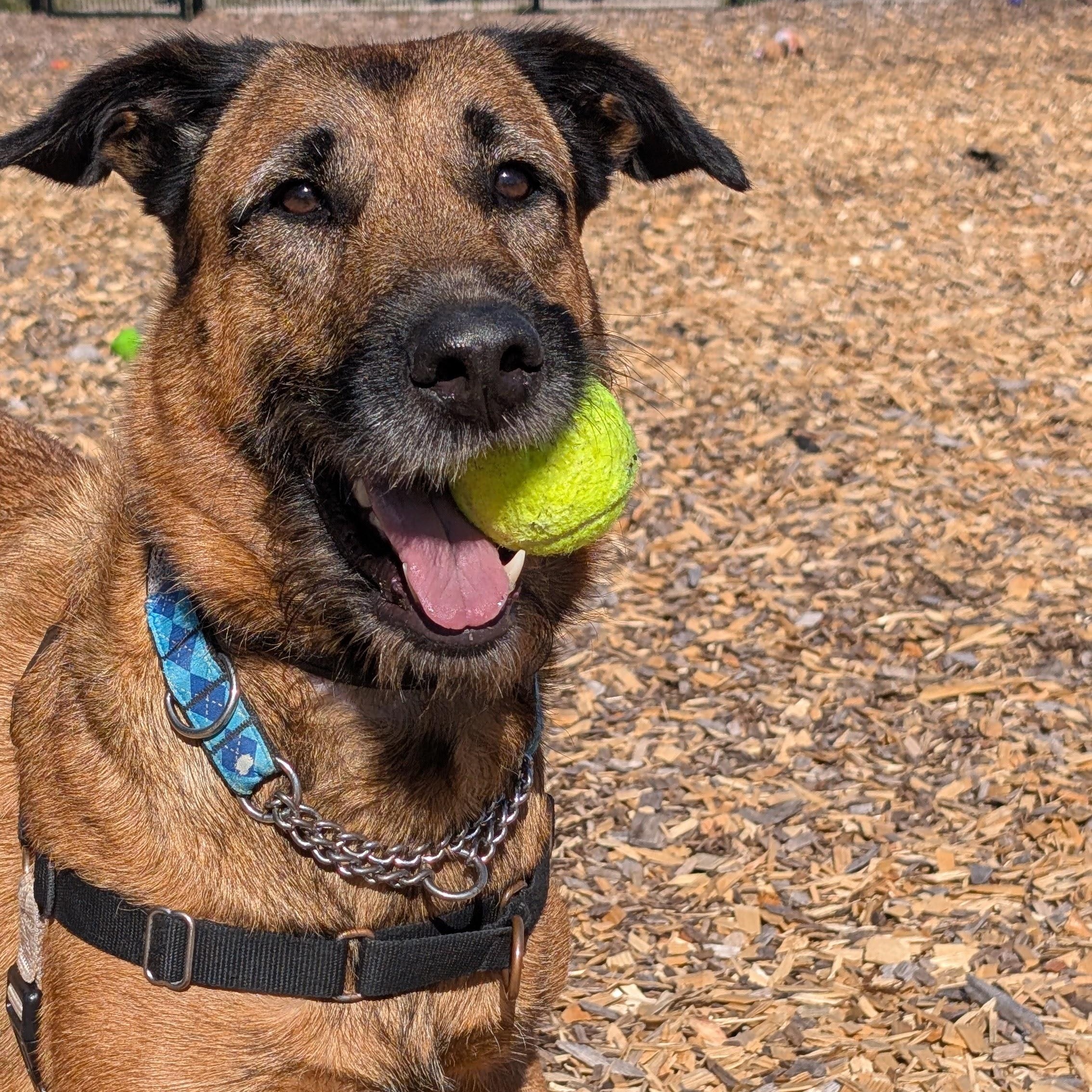Eileen, Adoptable, Young Female Black Mouth Cur & Airedale Terrier.