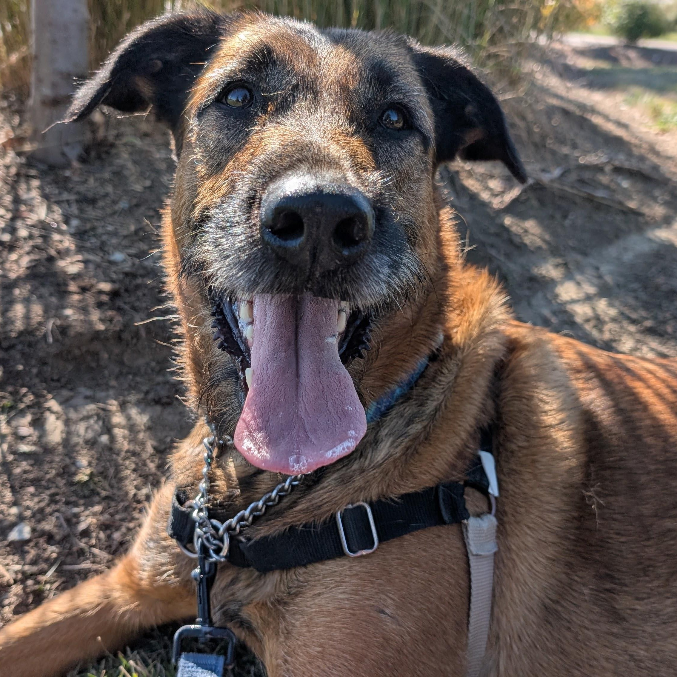 Eileen, a Adoptable mixed breed in Guelph, ON image 2/3