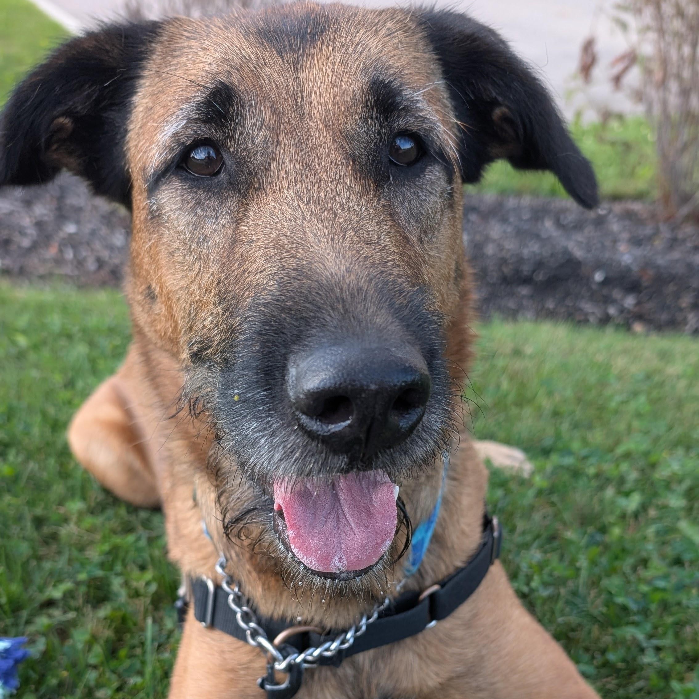 Eileen, a Adoptable mixed breed in Guelph, ON image 3/3