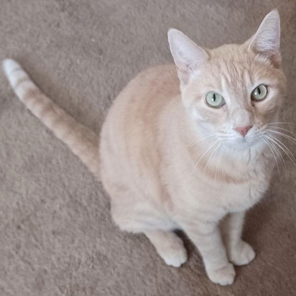 Enlarge Bixby, a Adoptable mixed breed in San Jose, CA image 1/3