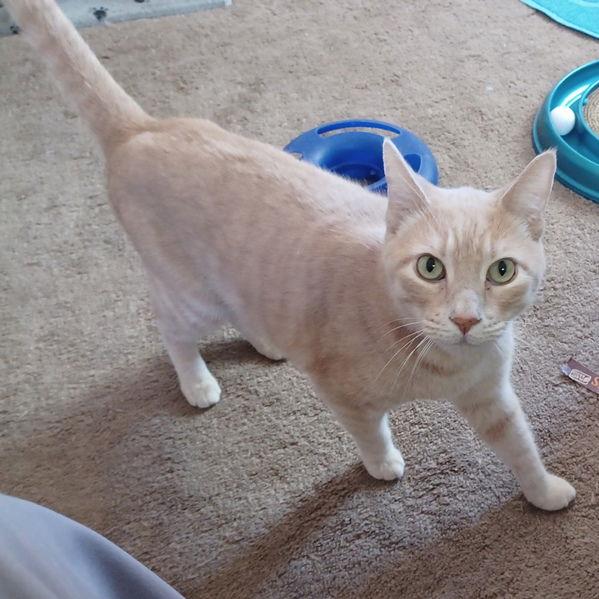 Enlarge Bixby, a Adoptable mixed breed in San Jose, CA image 3/3