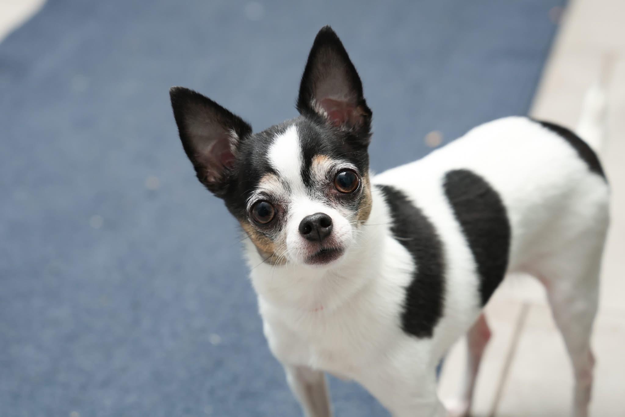 CALI, a ADOPTABLE Chihuahua in Toronto, ON image 3/3
