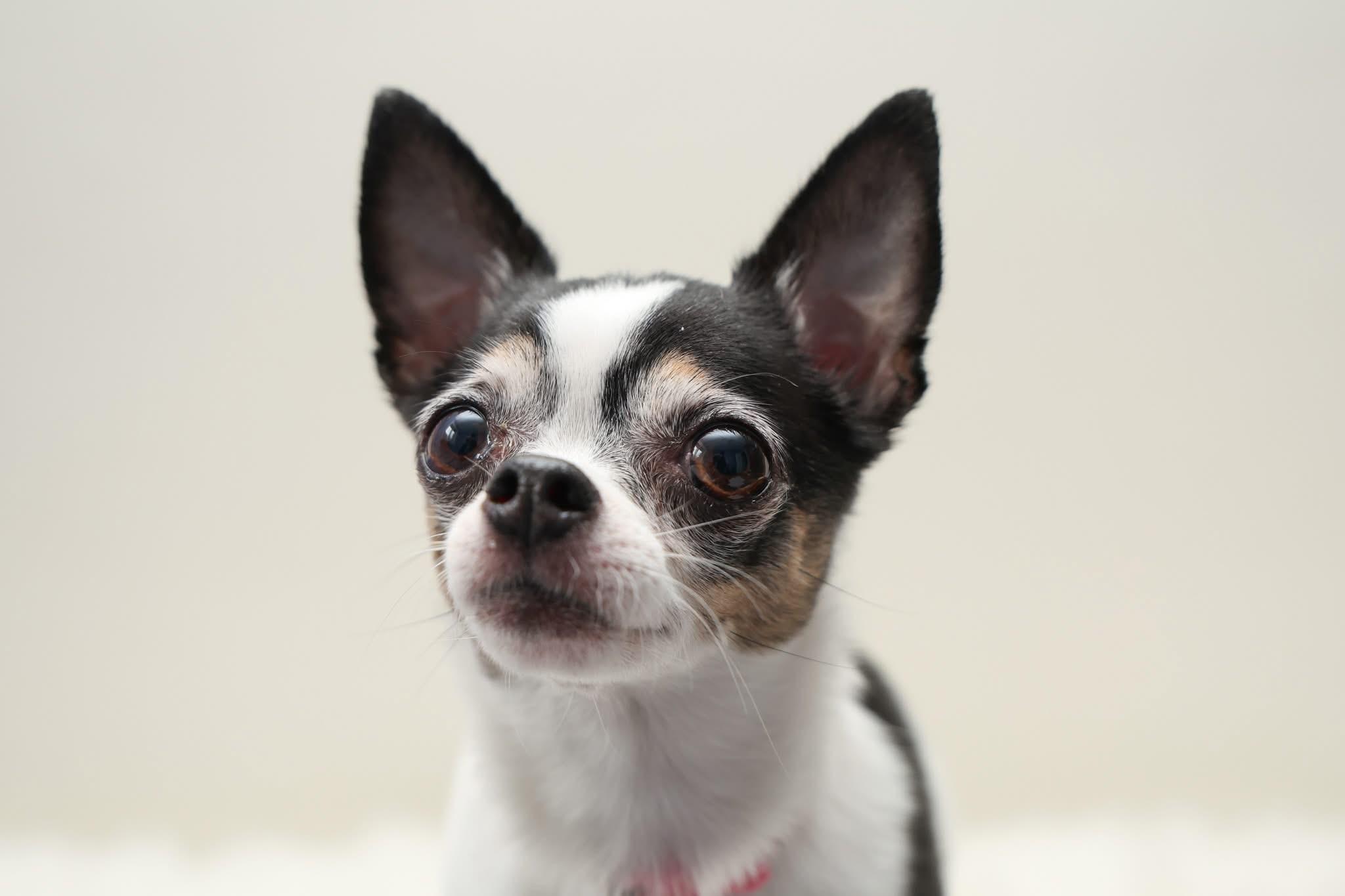 CALI, a ADOPTABLE Chihuahua in Toronto, ON image 2/3