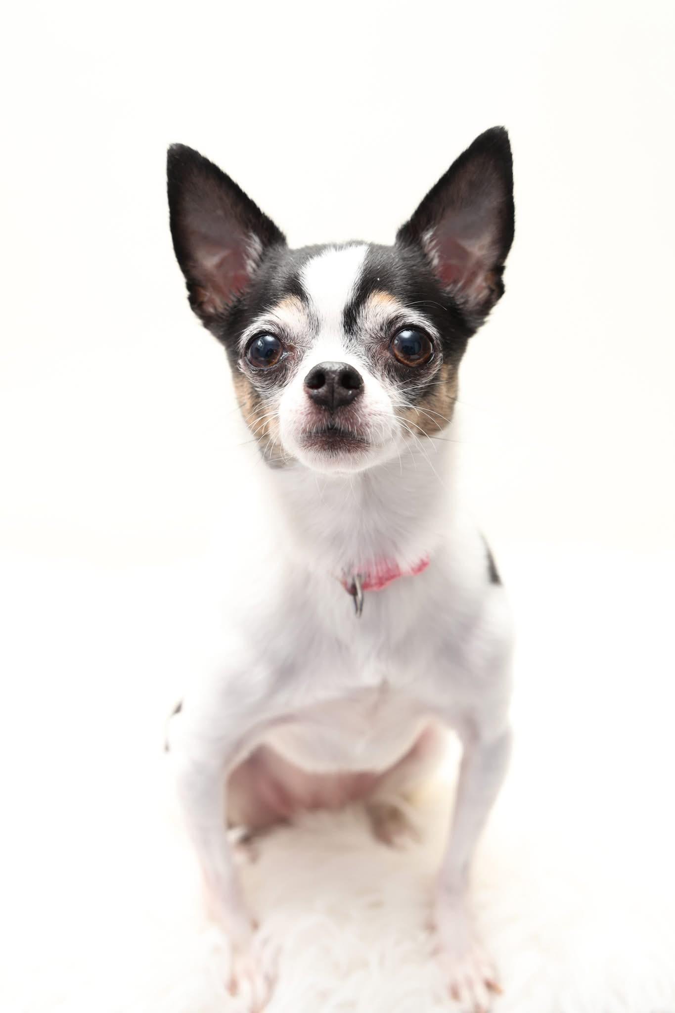 CALI, a ADOPTABLE Chihuahua in Toronto, ON image 1/3