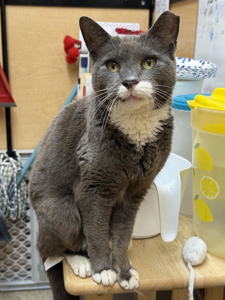 Janet, Adoptable, Senior Female Domestic Short Hair.