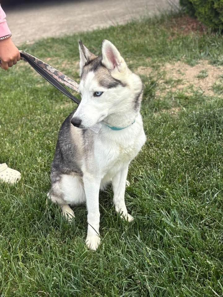Apollo, Adoptable, Adult Male Siberian Husky.