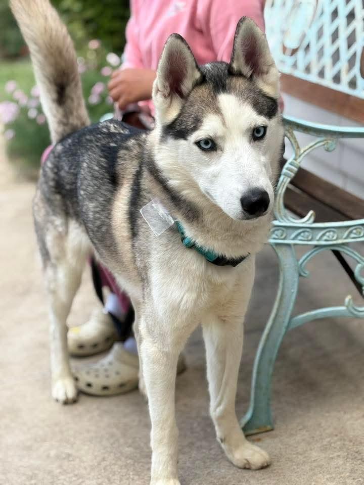 Enlarge Apollo, a Adoptable Siberian Husky in East Peoria, IL image 3/5