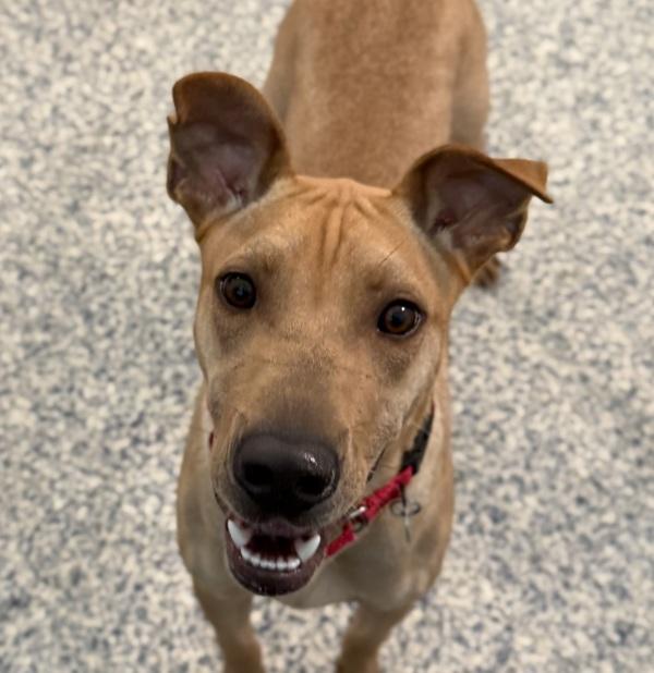 Moses, Adoptable, Young Male Labrador Retriever & Shar-Pei.