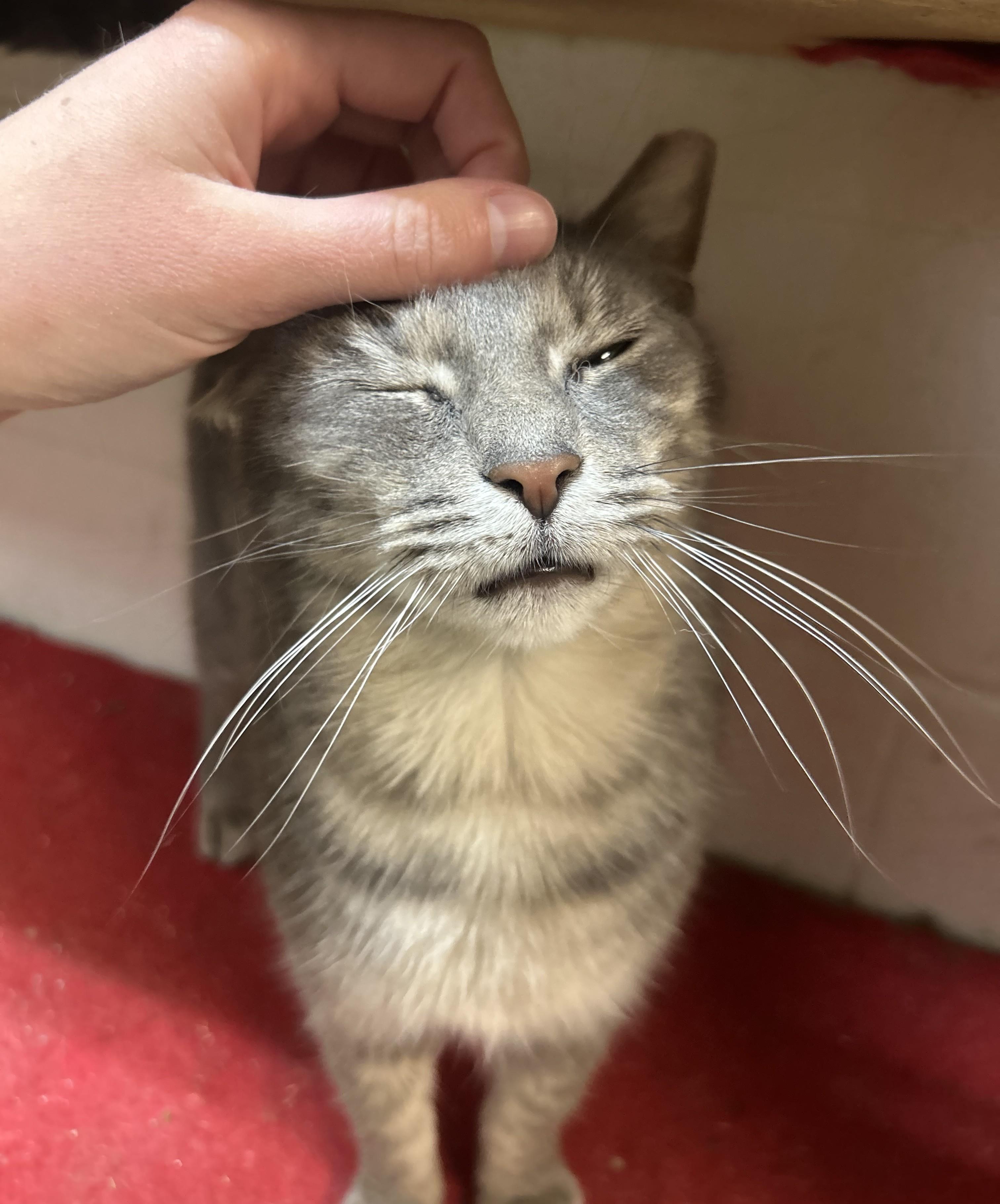Enlarge Leona from Whitehall, an adopted Domestic Short Hair in Columbus, OH image 2/6