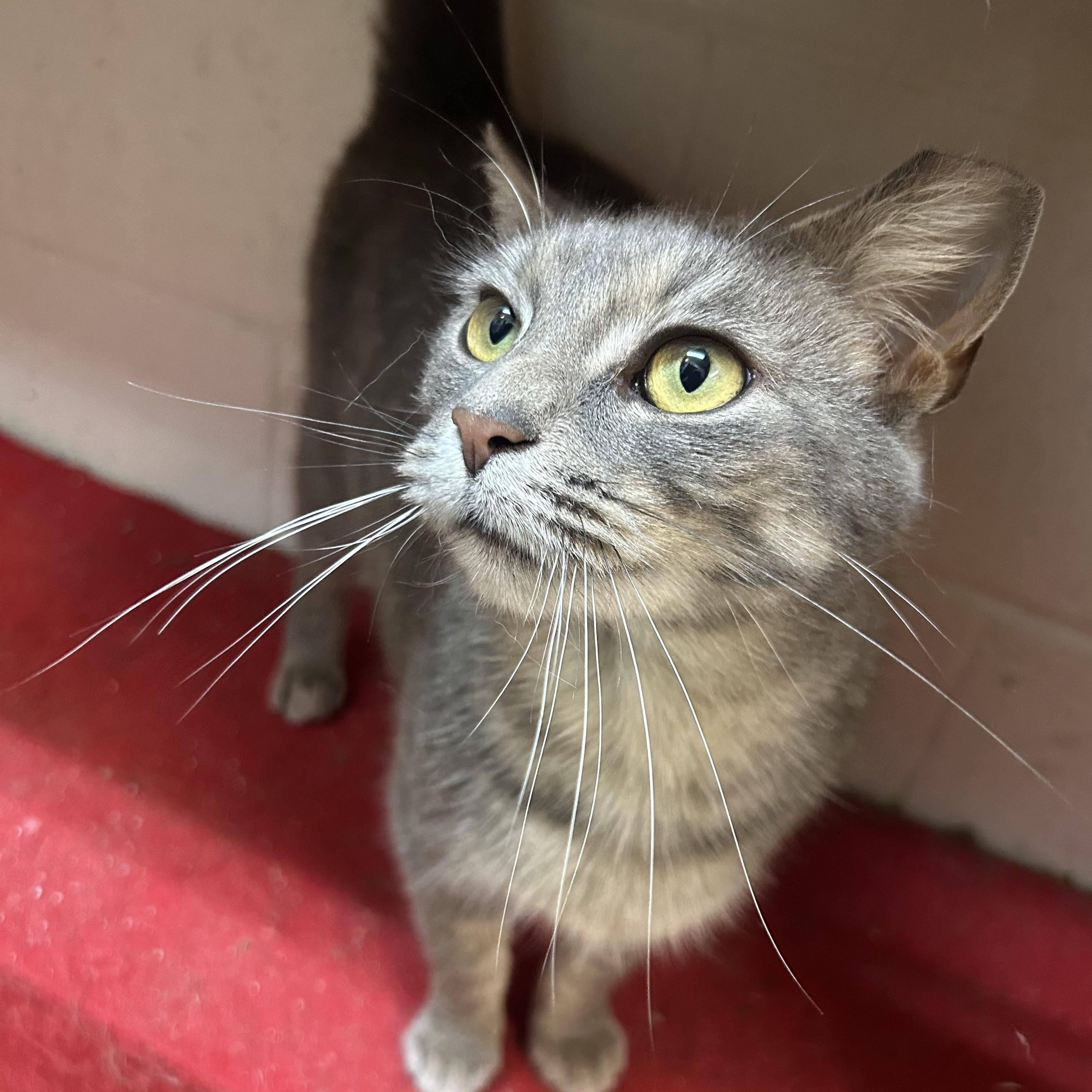 Enlarge Leona from Whitehall, an adopted Domestic Short Hair in Columbus, OH image 6/6