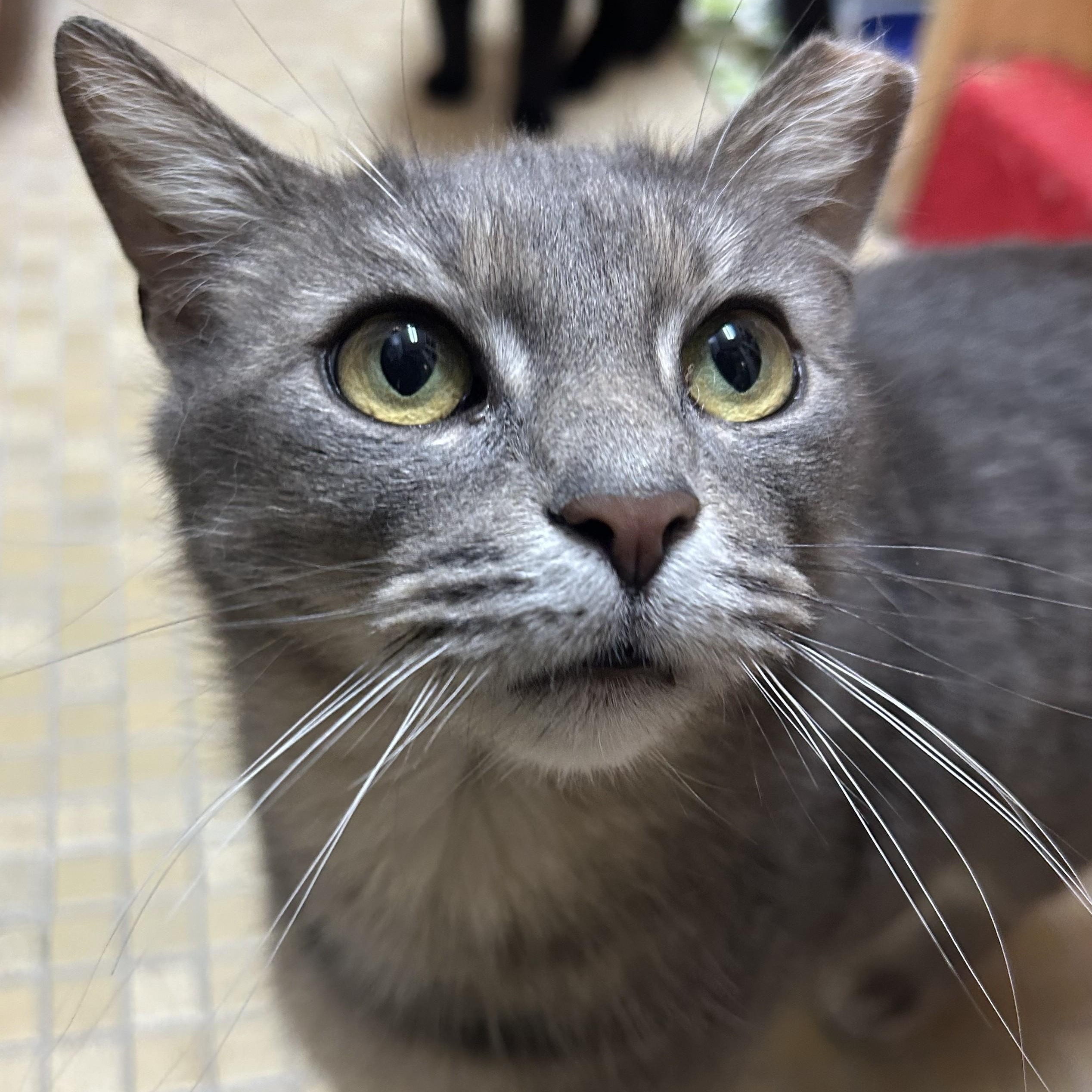 Enlarge Leona from Whitehall, an adopted Domestic Short Hair in Columbus, OH image 4/6