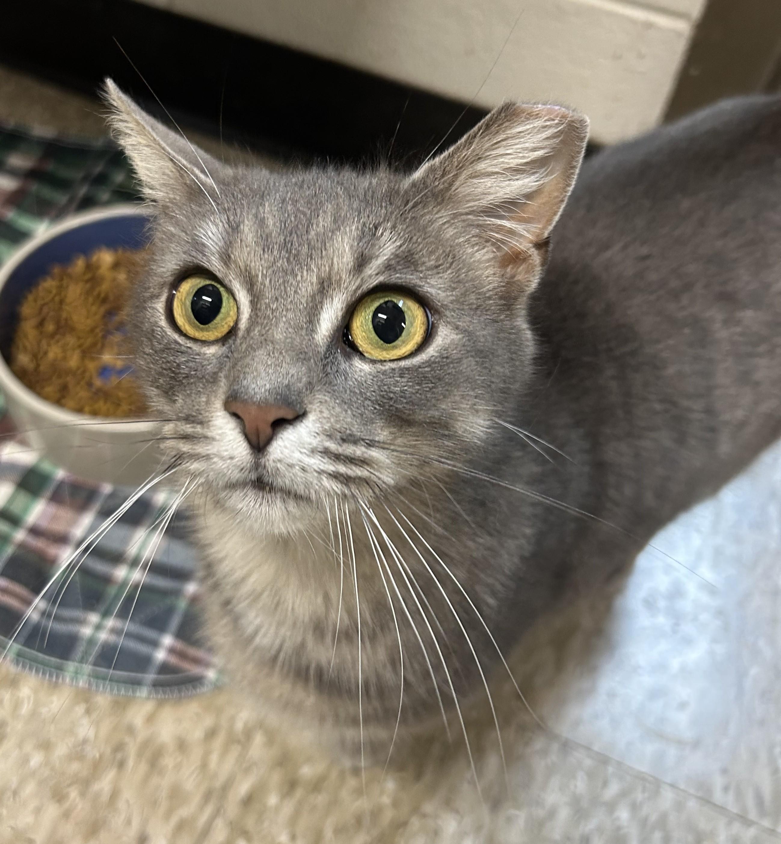 Enlarge Leona from Whitehall, an adopted Domestic Short Hair in Columbus, OH image 3/6