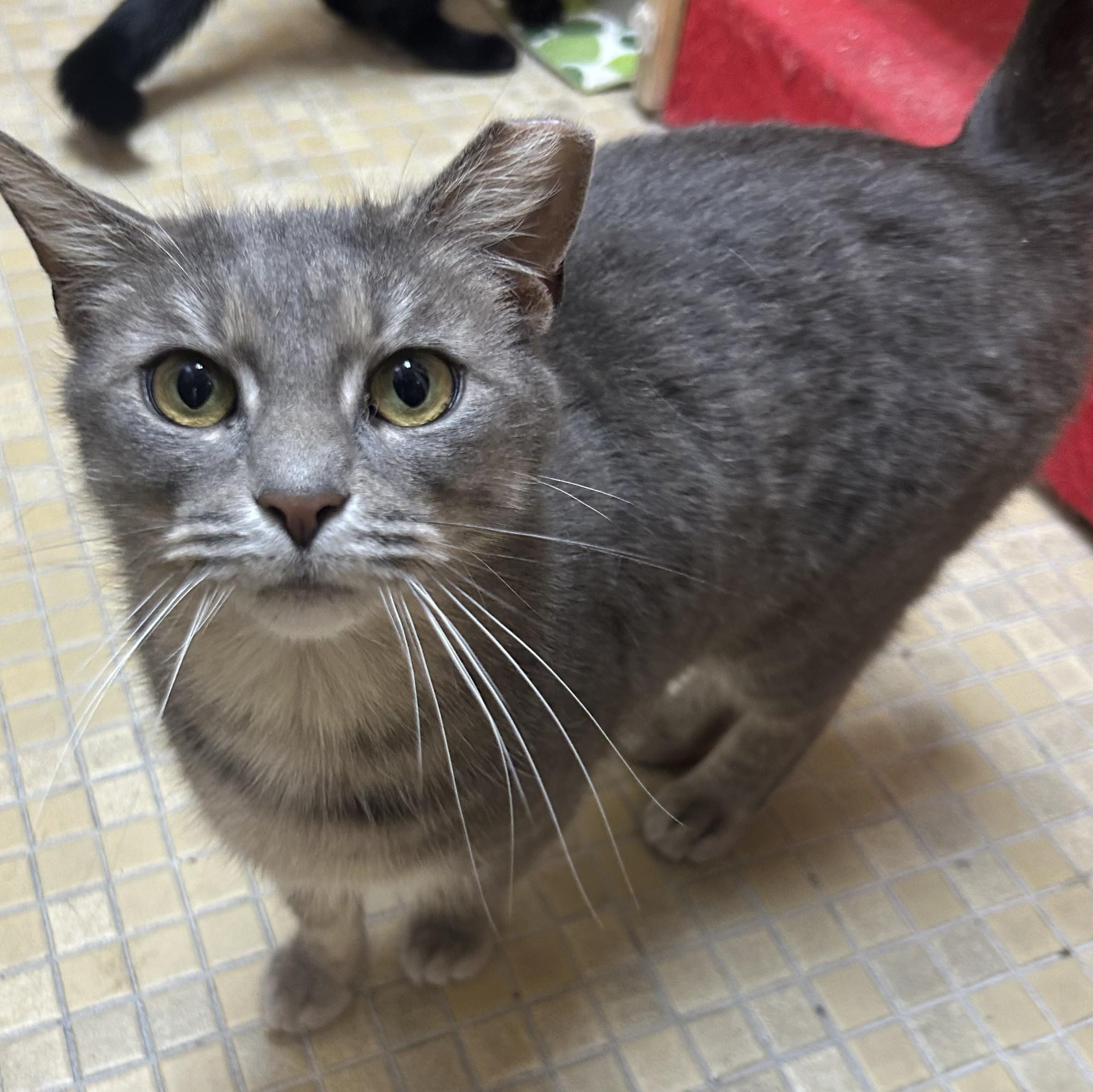 Enlarge Leona from Whitehall, an adopted Domestic Short Hair in Columbus, OH image 5/6