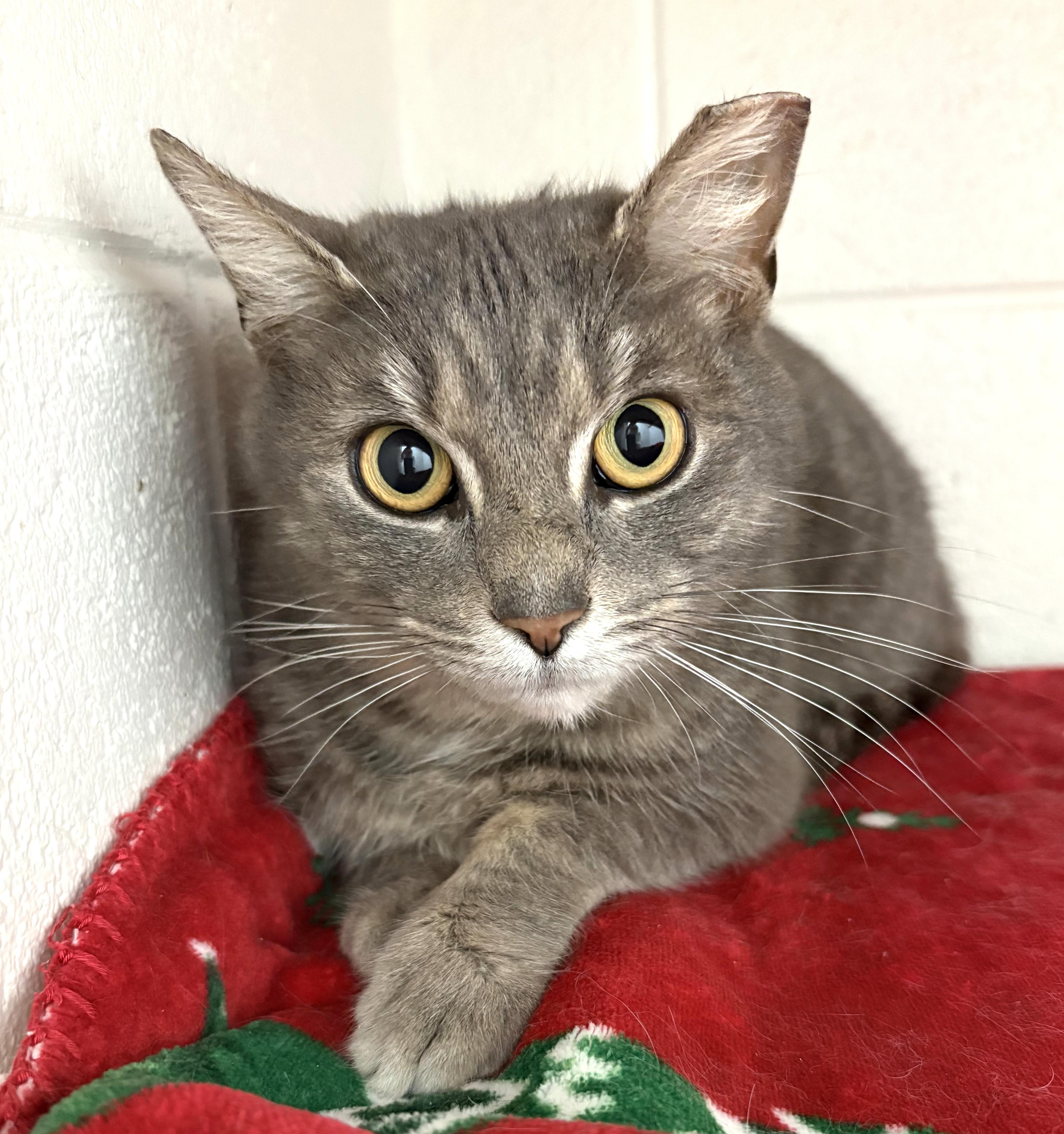 Enlarge Leona from Whitehall, an adopted Domestic Short Hair in Columbus, OH image 1/6