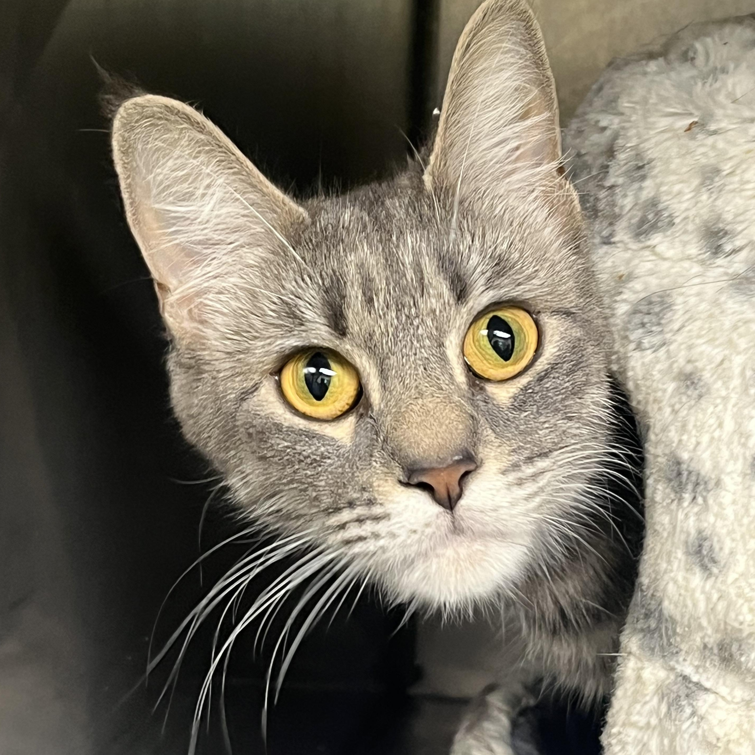 Willow, ADOPTABLE, Adult Female Domestic Short Hair.