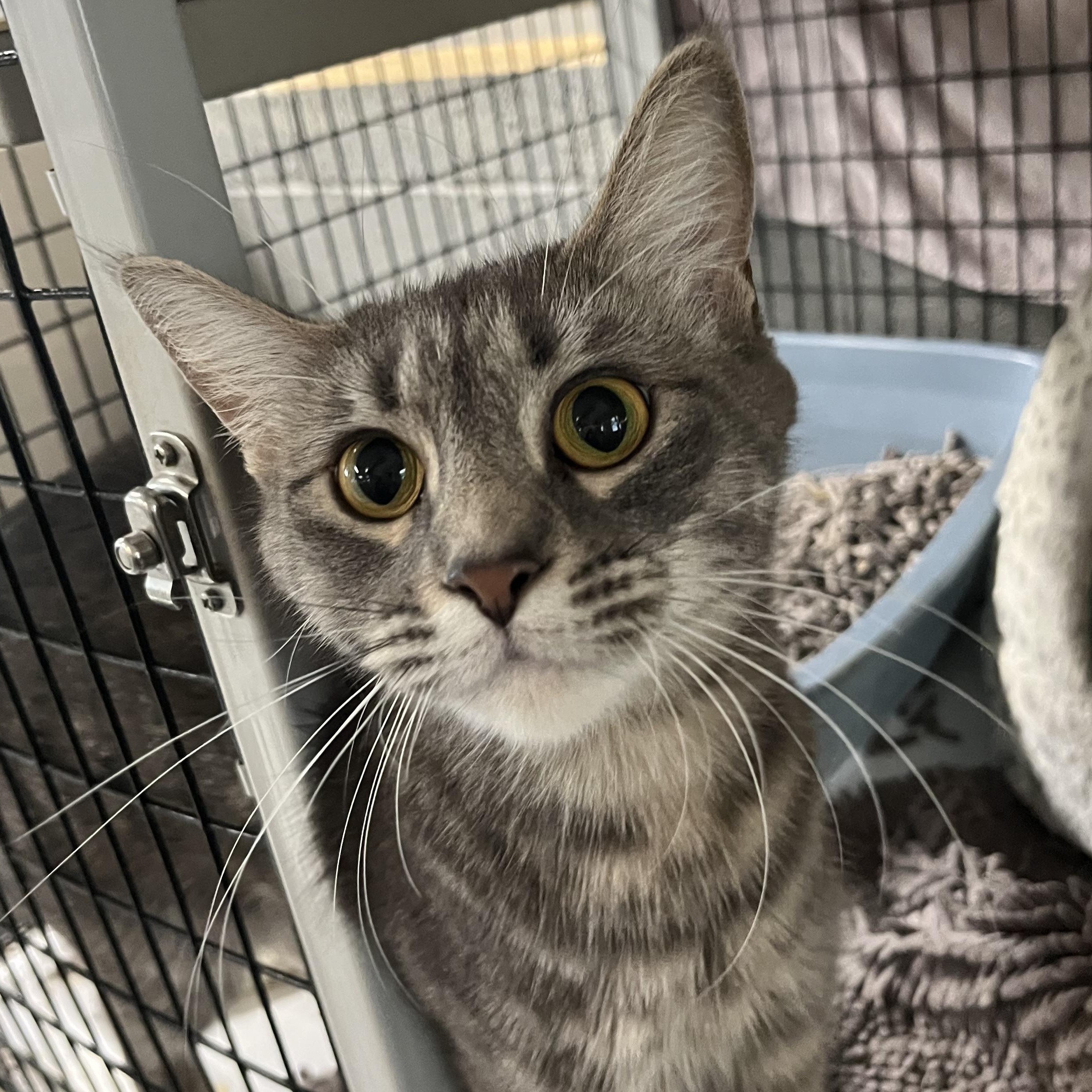 Enlarge Willow, a ADOPTABLE mixed breed in Mendham, NJ image 2/2