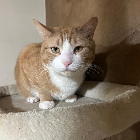 Enlarge Donny, an adopted Domestic Short Hair in East Brunswick, NJ image 5/5