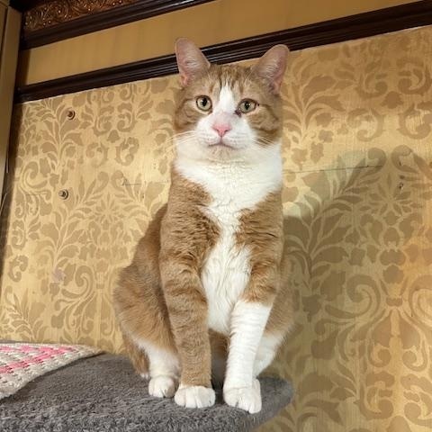 Donny, adopted, Adult Male Domestic Short Hair.