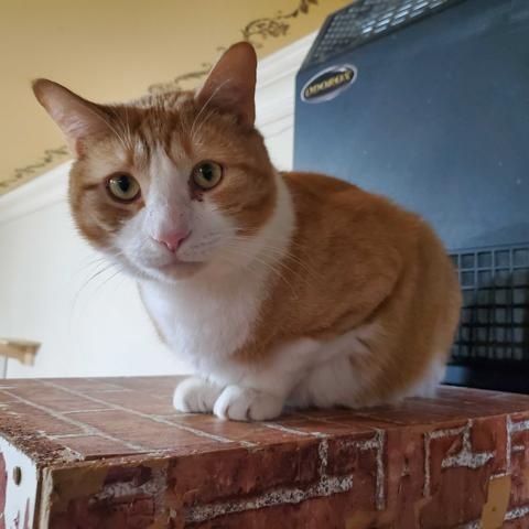 Enlarge Donny, an adopted Domestic Short Hair in East Brunswick, NJ image 4/5